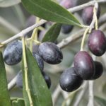 Olives verger biologique en tunisie