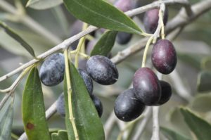 Olives verger biologique en tunisie