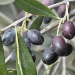 huiles d'olive bio